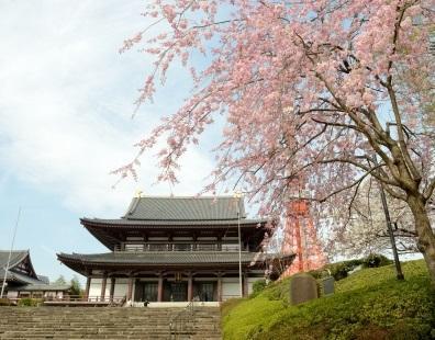 東京增上寺的美麗櫻花。（圖：東京觀光官方網站）
