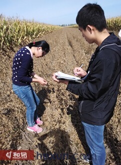 圖3、考察團成員在富錦測量大豆數據圖