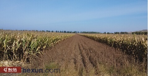 圖2、富錦向陽川鎮小后村玉米大豆間種圖