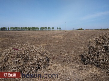 圖1、在富錦永福村較大面積大豆地塊並已收割