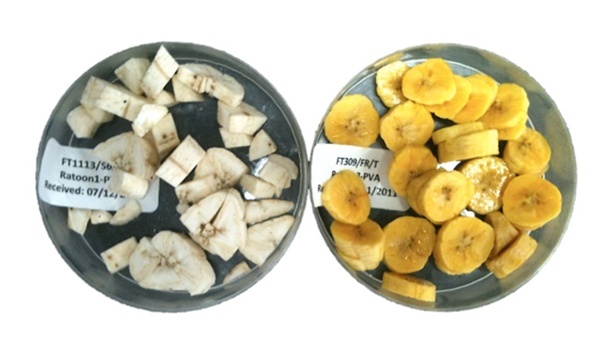BANANAS-700x393_BANANAS-s27