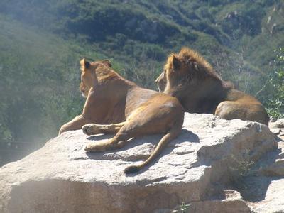 　解構中國官場動物園的獨特現象：小官巨腐