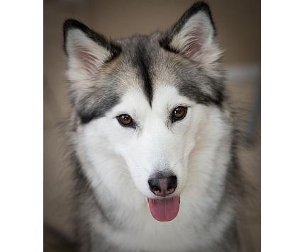 西伯利亞哈士奇。（圖：WIKI）