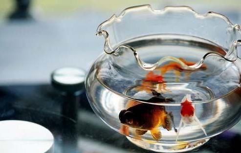 家里有這10樣東西能救你的命 魚缸必不可少