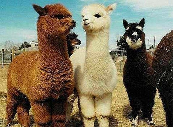 可以跟風買三四十只神獸遛遛~ 神獸草泥馬在國內不同地區價格不一，某寵物店一只羊駝售價8.8萬人民幣。買個三四十只不是問題，只要你想。