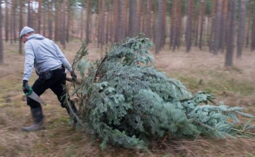 產業區域變遷 使得機動性高的伐木工 必須轉型 (圖:AFP)