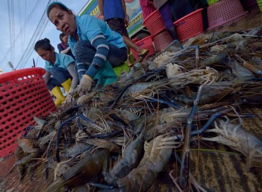 供給過剩 使得捕蝦業者營運與生計都出現困難 (圖:AFP)