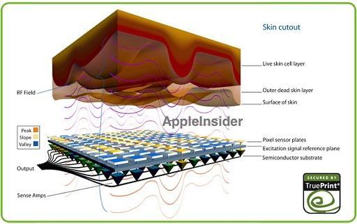 AuthenTec的TruePrint指紋辨識技術原理圖。(圖：AppleInsider)