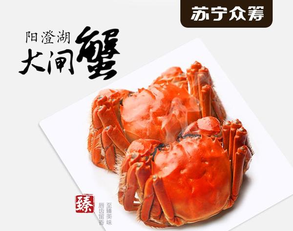 雙向惠民 蘇寧眾籌“大閘蟹”上線破百萬
