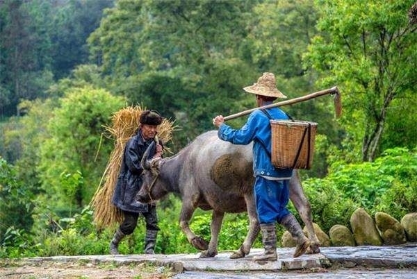 由於地處偏僻，與世隔絕，村里的人們基本上還沿用著300多年前的耕作方式，種田用的是木犁木耙，澆田灌溉用的是古老的木制水車，自種棉花自紡布，碾米磨面用水磨或石墨。這里的壯族人們過著自給自足的生活，整座山谷就是他們開墾出的風景。沒有電，他們就用沼氣來點燈，用木柴燒火做飯。村中有幾棵大榕樹，把整個壩美裹在綠意之中。村民們喜歡在村子里最大的榕樹下面嘮嘮家常，講故事。村子里60歲以上的老人幾乎都不識字，也不會說漢語，有的甚至從未出過洞。壩美完好地保留下原始的風俗，路不拾遺、夜不閉戶。