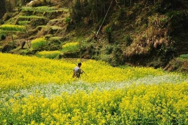 古村有300年的歷史,三面懸空在山脊之上,僅南面與苦竹嶺相連,地勢突兀,猶如海島。村民的房屋因依山而建,保留了徽派建筑的原汁原味,由南至北,呈階梯狀擴展。由於房屋較密,門口的路面狹窄,無處晾曬作物,聰明的山里人都在自家的門前搭起了一排排原木架,方便日曬。
