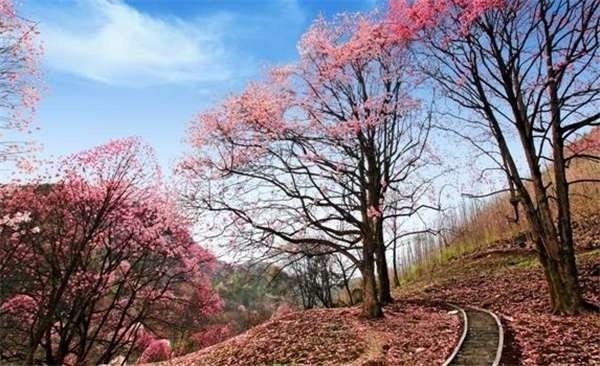 四川藥王谷:藥王歸隱地。數年前,這里只是北川大山里的一片原始荒野,名為林峰山,密林中盛產辛夷、天麻、杜仲、厚樸、茱萸等160多種中藥材。