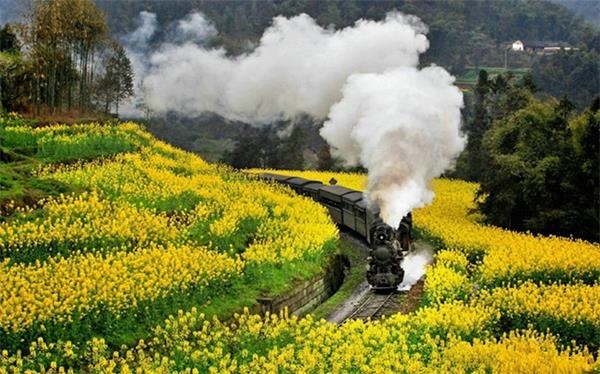 嘉陽小火車,世界上唯一仍在運行的客運蒸汽窄軌小火車。現在正是油菜花盛開的季節,是否腦子里現在浮想出“坐在世界上唯一運行的小火車上面穿越油菜花的畫面”先讓你過一過干癮吧!小火車,發出“嗚—嗚—”的汽笛聲,在窄窄的鐵軌上,以每小時20公里的速度前行,這樣的速度可以讓你慢慢欣賞窗外的大片油菜花。每年的4月份,是那里最美的時候!