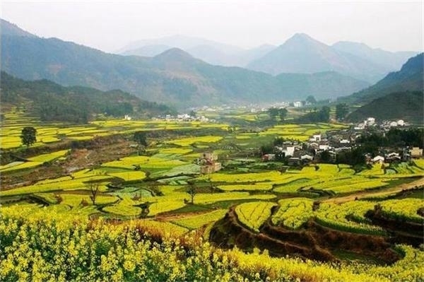 南臨曉起,東接溪頭,地處婺源縣最東北,是婺源最值得去的地方。那里漫山遍野的油菜花呈梯田狀,從山頂鋪散到山谷下。站在山頂望去,腳下大片的山谷內,油菜花層層疊疊,一望無際,中間圍攏著幾個小小的村落,黑瓦白墻的徽派民居夾雜在一片金黃之間,在婺源再沒有比這更壯觀而令人驚喜的了。