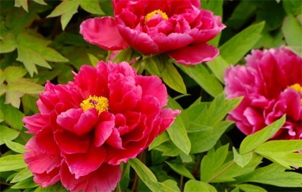 詩人筆下的洛陽花市。“酒美春濃花世界,得意人人千萬態。”這是歐陽修在洛陽牡丹花開時節寫下的著名詩句。位於洛陽白馬寺對面,盛唐建筑風格,山水園林景觀,匯天下牡丹精品,聚四季名卉於一園,規模宏大,品種齊全,是牡丹觀光、旅遊、休閑的最理想去處。牡丹觀賞區使您真正的領略到“花如海、人如潮”、“天下真花獨牡丹”那壯麗的花王風采。