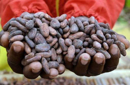 主要產地因乾旱歉收，帶動可可豆期價大漲 13% 。 (圖:AFP)