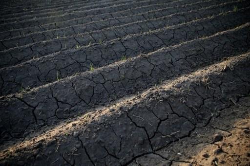 加州連續4年乾旱(圖:AFP)