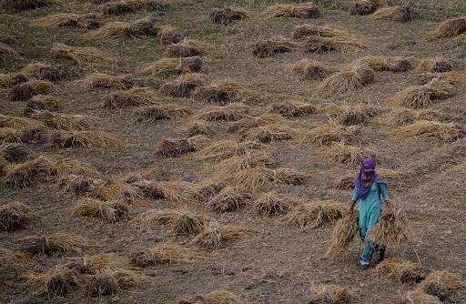 印度農產品出口大跌 農夫暴發抗爭 (圖: AFP)