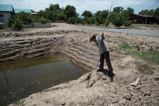 10 年來最嚴重乾旱 重創稻作泰國經濟 (圖:AFP)