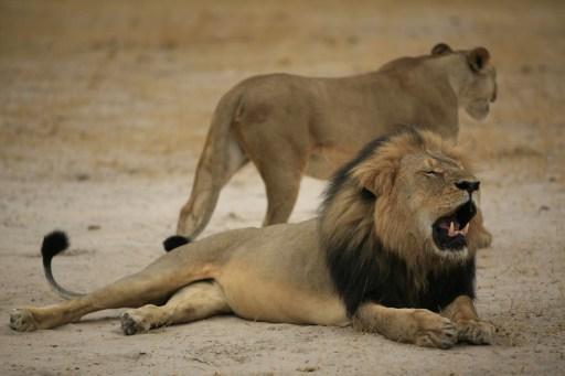 遭美國牙醫違法盜獵的辛巴威親人獅子西賽爾(圖：AFP)