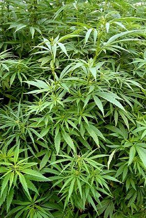 大麻植株。(圖:維基百科)