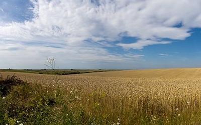 烏克蘭小麥田。(圖片來源：維基百科)