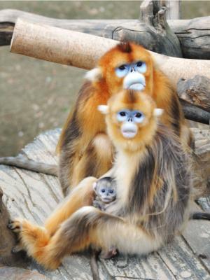 中國三星陜西開展瀕危動物保護