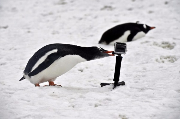 GoPro 股價冰凍已久 通路庫存始見增溫 (圖:AFP)