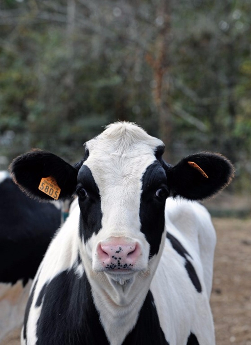 人工智能利用「牛臉」辨識，取得乳牛健康狀況和發情期。 (圖：AFP)