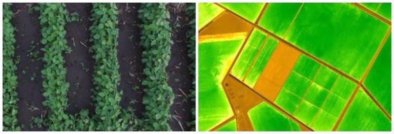 InterlinAir 識別田間的雜草 (左)，給出農田的營養建議 (右)。圖片來源：香港矽谷
