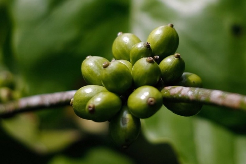 截至2012年，朱苦拉將咖啡種植發展到260多畝，每年可增加收入400多萬元人民幣。  (圖：AFP)