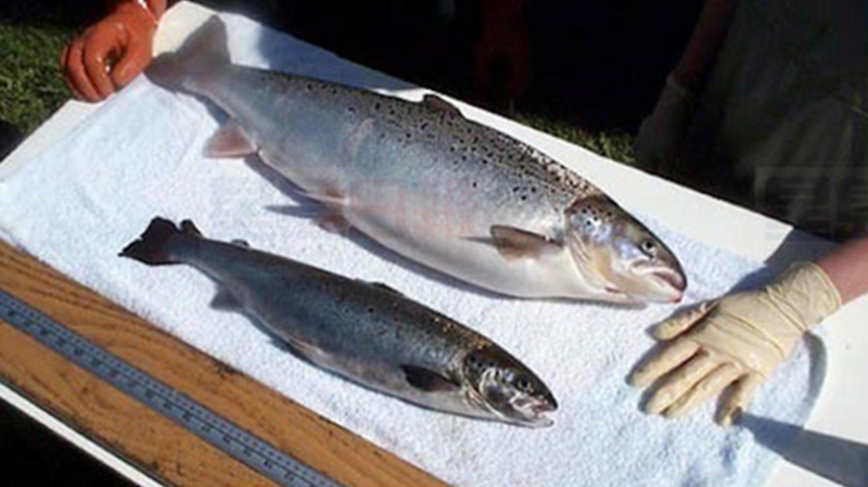 研發25年 首批轉基因鮭魚銷加拿大 個頭比野生大3倍