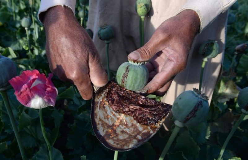 鴉片類藥物唯一來源是罌粟。  (圖：AFP)