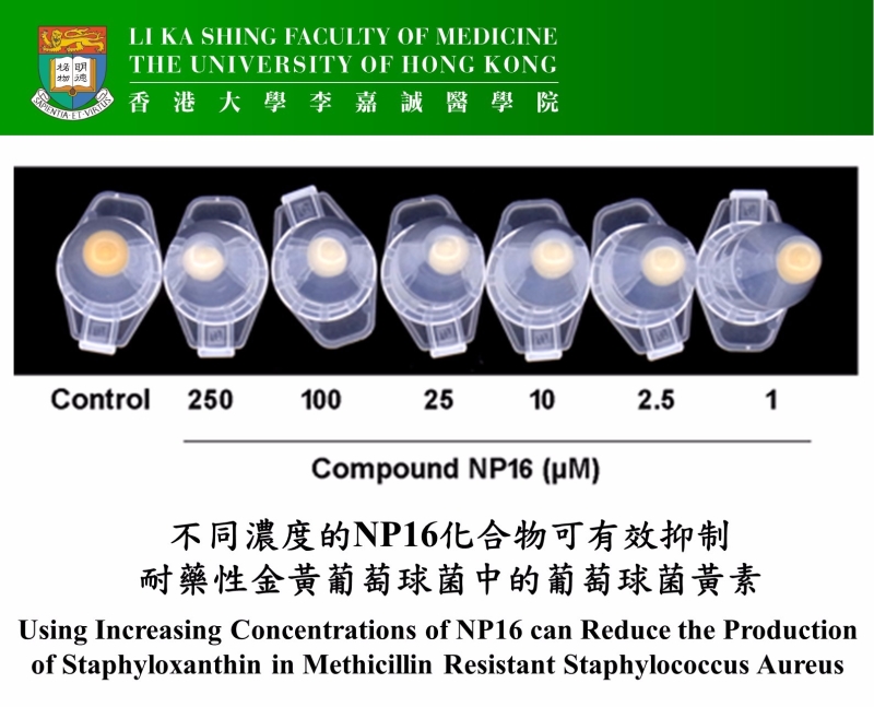 NP16化合物可抑制耐藥性金黃葡萄球菌中的葡萄球菌黃素。(取材自香港大學網站)