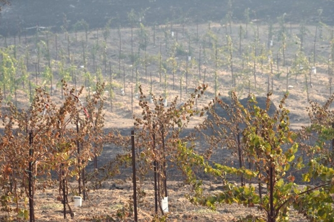 山火來的不是時候，因葡萄還未完全成熟就被燒毀，損失慘重。 (圖：AFP)