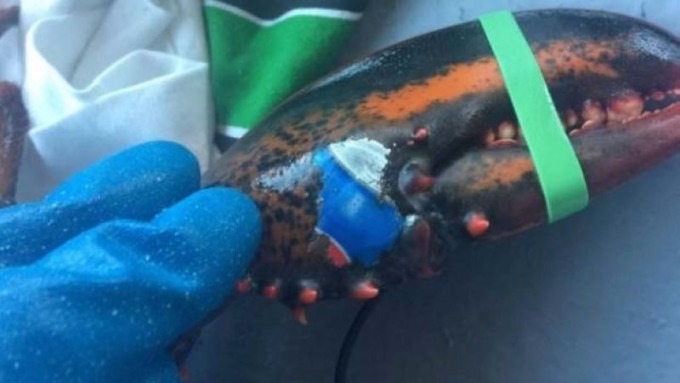 海洋汙染超乎想像.. 加拿大漁夫捕到一隻螯上有百事可樂logo的龍蝦