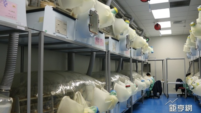 〈樂斯科宜蘭廠揭密〉實驗鼠身價高 具基因缺陷最高可達2萬元