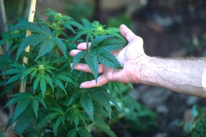 大麻是桑科植物，起源於天山山脈。 (圖：AFP)