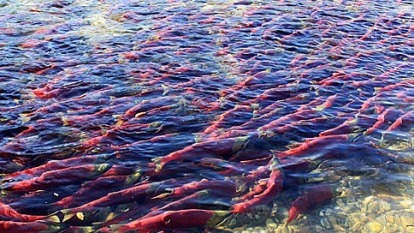 亞斯當河的紅鮭回游。(圖：AFP)