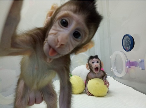 中國科學院神經科學研究所成功複製兩隻猴子。(圖片取材自中科院官方網站)