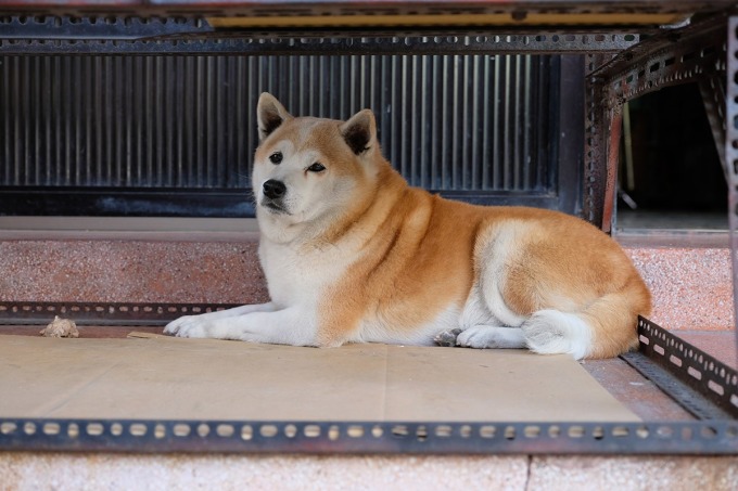 店狗柴犬阿鐵淡定坐在晾餅棚架下陪大家吃冰。