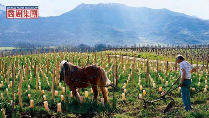 天然釀酒，自然派的葡萄園多採用有機或自然動力農法，馬耕是此農法的實踐之一。(攝影者．林裕森)