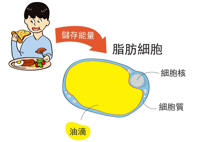 人們吃下去的食物,經過消化吸收後,將多出來的能量儲存在脂肪細胞裡的「油滴」。 圖說設計│王昭雯、林婷嫻、林洵安