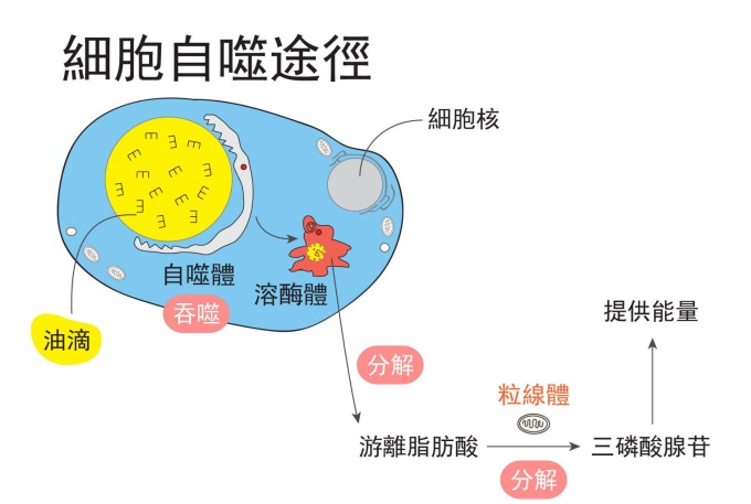 細胞自噬:細胞裡的自噬體產生後將油滴吞噬,再經溶酶體分解後,產生三磷酸腺苷 (ATP),提供能量給身體使用。 圖片來源│王昭雯