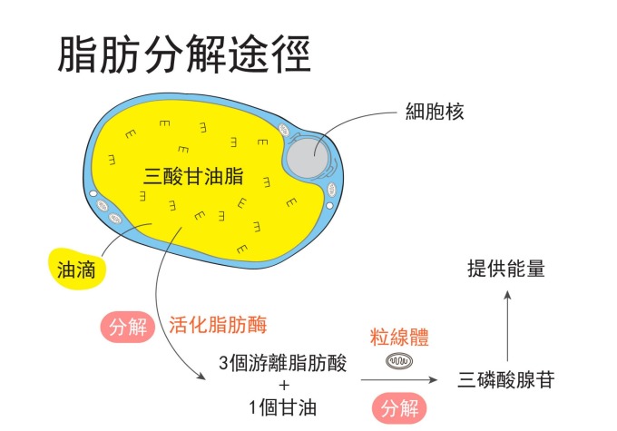 脂肪分解:油滴裡的油脂,由脂肪脢分解後,產生三磷酸腺苷 (ATP),提供能量給身體使用。 圖片來源│王昭雯