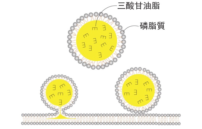 油滴的基本構造,就是一個脂肪球。外面一層膜由「磷脂質」組成,裡面包裹主要是類似「三酸甘油脂」之類的中性脂肪。油滴是從脂肪細胞中的內質網生成,它在細胞中的大小並不一致。 圖片來源│王昭雯