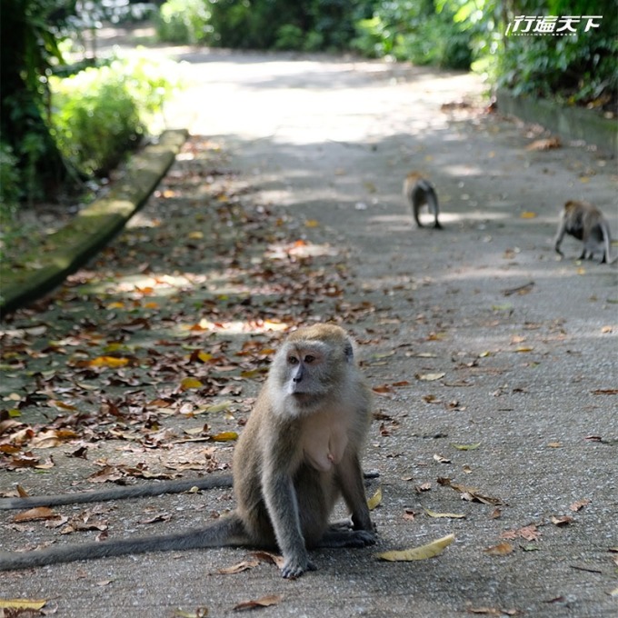 野外生態豐富，登山半途還遇見猴子全家「出遊」。