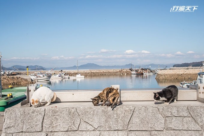 真鍋島是貓奴的天堂之島。