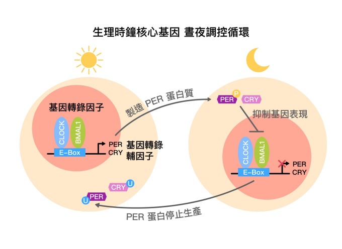 生理時鐘核心基因,晝夜調控循環示意圖 (core circadian feedback loop) 。 圖片來源│黃雯華 圖說重製│林承勳、張語辰