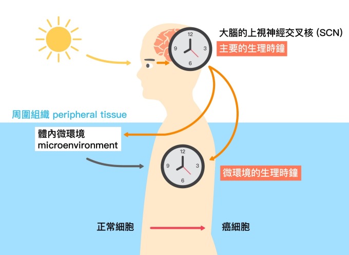 光照影響大腦的主要生理時鐘,而大腦的生理時鐘又會與體內微環境的生理時鐘交互影響。 圖片來源│黃雯華 圖說重製│林承勳、張語辰